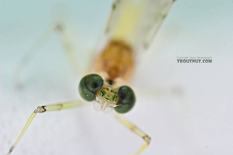 Male Maccaffertium modestum (Cream Cahill) Mayfly Dun from the Teal River in Wisconsin