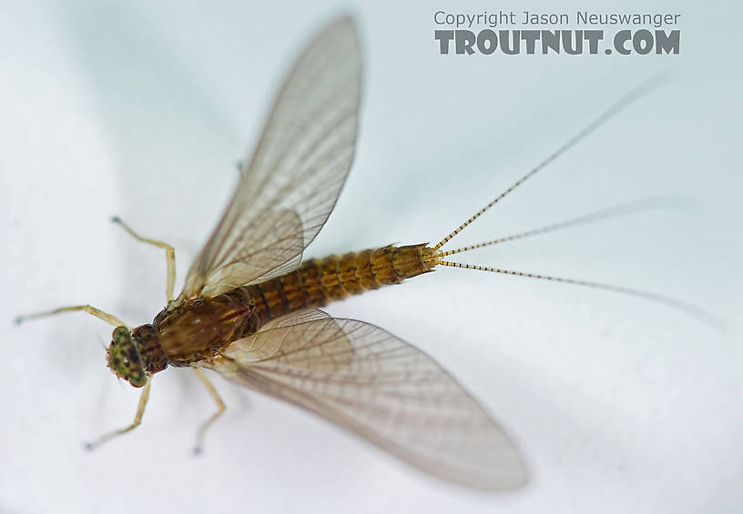 Female Eurylophella (Chocolate Duns) Mayfly Dun from the Teal River in Wisconsin