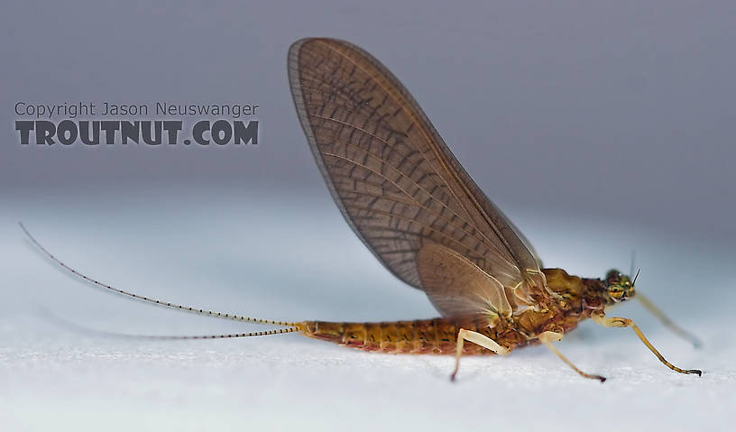 Female Eurylophella (Chocolate Duns) Mayfly Dun from the Teal River in Wisconsin