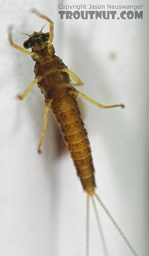 Female Eurylophella (Chocolate Duns) Mayfly Dun from the Teal River in Wisconsin