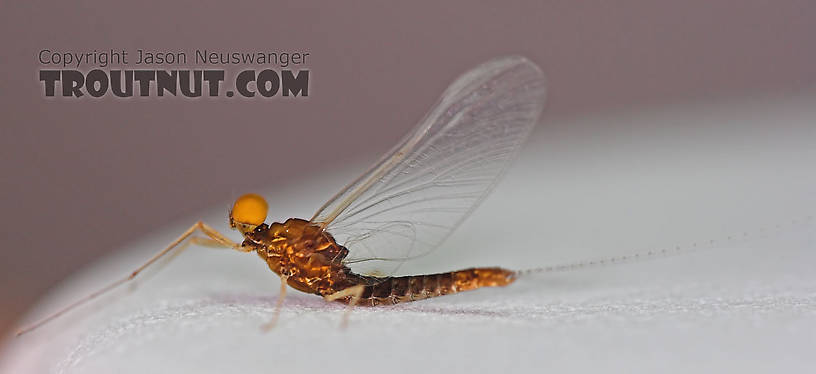 Male Eurylophella (Chocolate Duns) Mayfly Spinner from the Teal River in Wisconsin