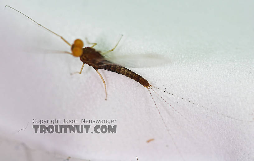 Male Eurylophella (Chocolate Duns) Mayfly Spinner from the Teal River in Wisconsin