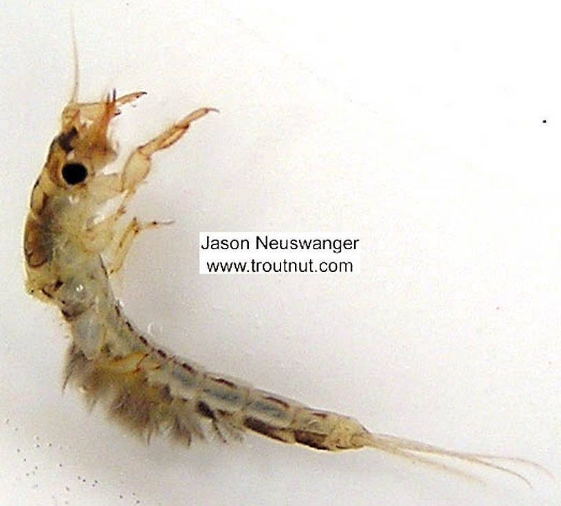 Ephemera simulans (Brown Drake) Mayfly Nymph from the Namekagon River in Wisconsin