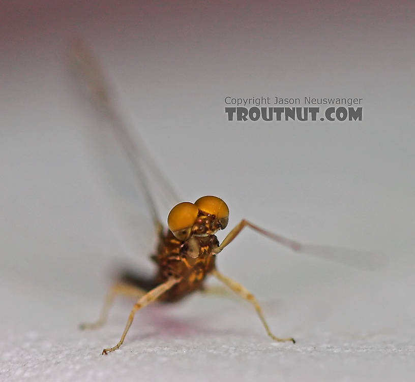 Male Eurylophella (Chocolate Duns) Mayfly Spinner from the Teal River in Wisconsin