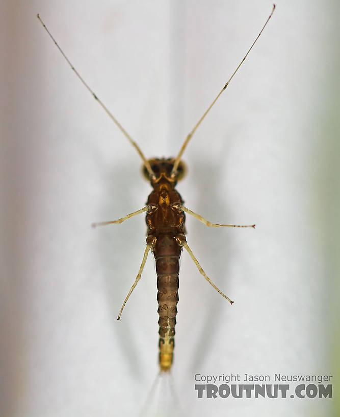 Male Eurylophella (Chocolate Duns) Mayfly Spinner from the Teal River in Wisconsin