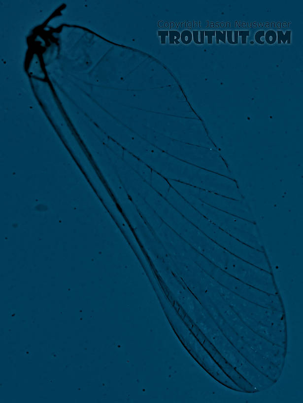 Male Eurylophella (Chocolate Duns) Mayfly Spinner from the Teal River in Wisconsin