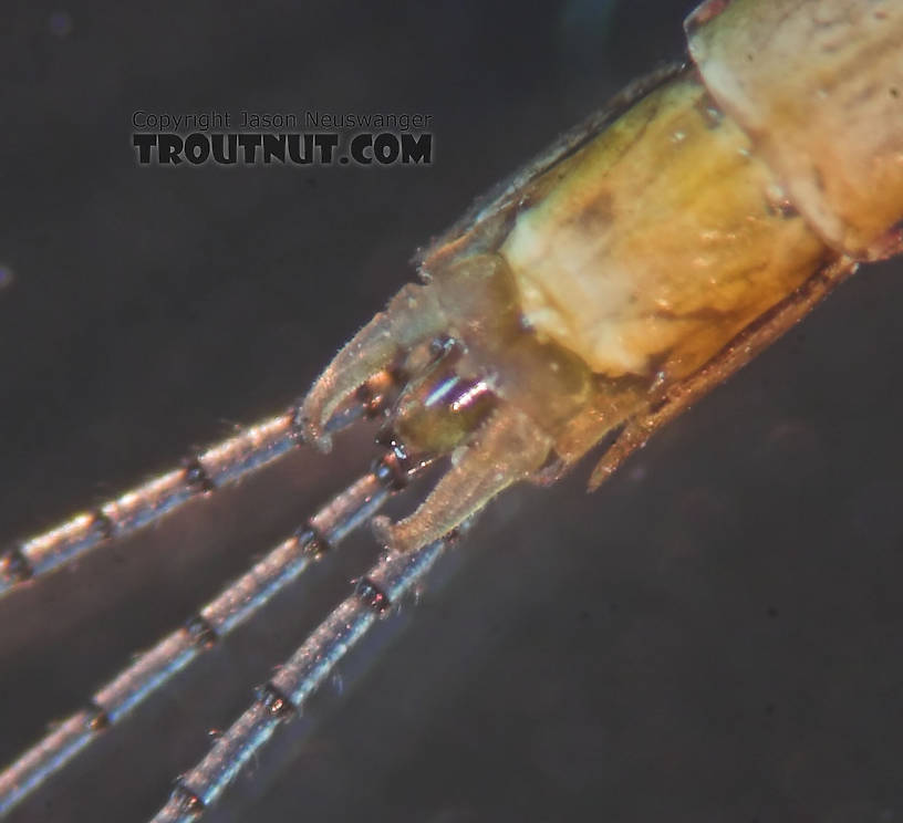 Male Eurylophella (Chocolate Duns) Mayfly Spinner from the Teal River in Wisconsin