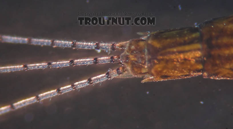 Male Eurylophella (Chocolate Duns) Mayfly Spinner from the Teal River in Wisconsin