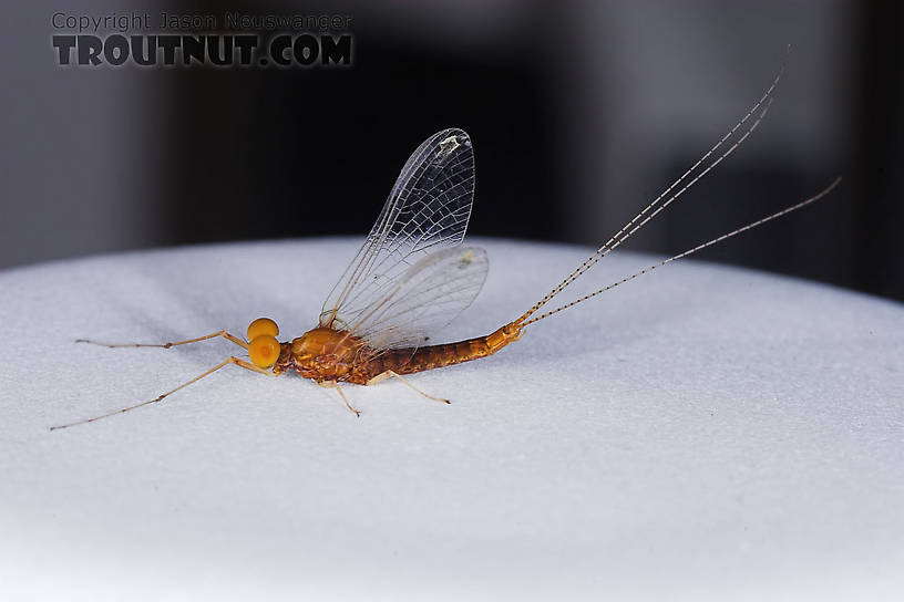 Male Eurylophella (Chocolate Duns) Mayfly Spinner from the Teal River in Wisconsin