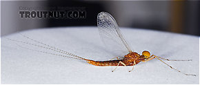 Male Eurylophella (Chocolate Duns) Mayfly Spinner