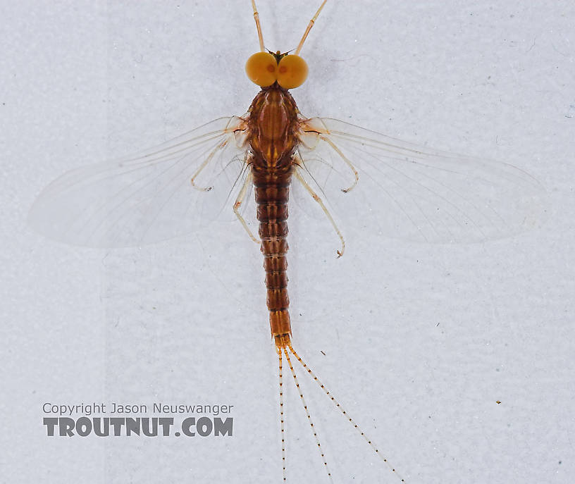 Male Eurylophella (Chocolate Duns) Mayfly Spinner from the Teal River in Wisconsin