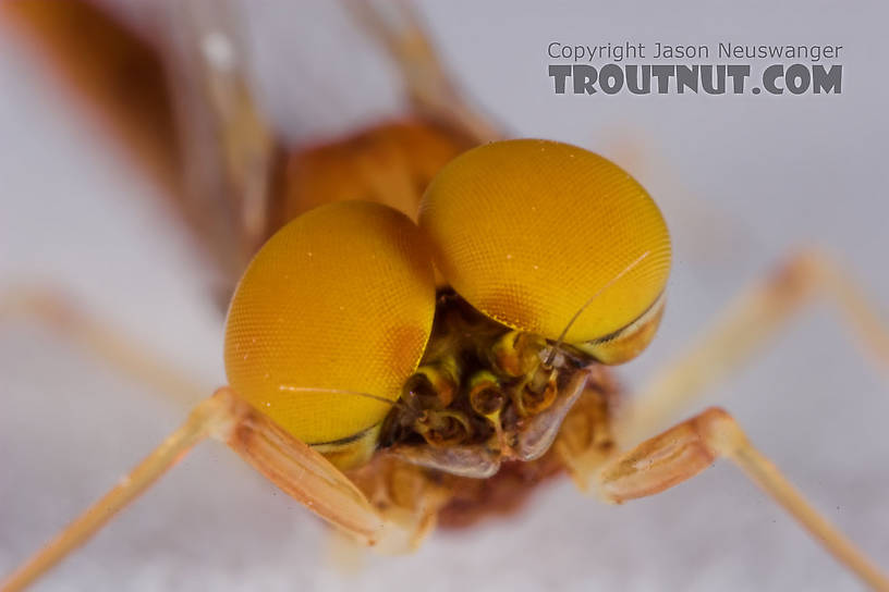 Male Eurylophella (Chocolate Duns) Mayfly Spinner from the Teal River in Wisconsin