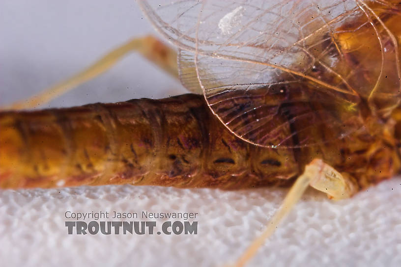 Male Eurylophella (Chocolate Duns) Mayfly Spinner from the Teal River in Wisconsin