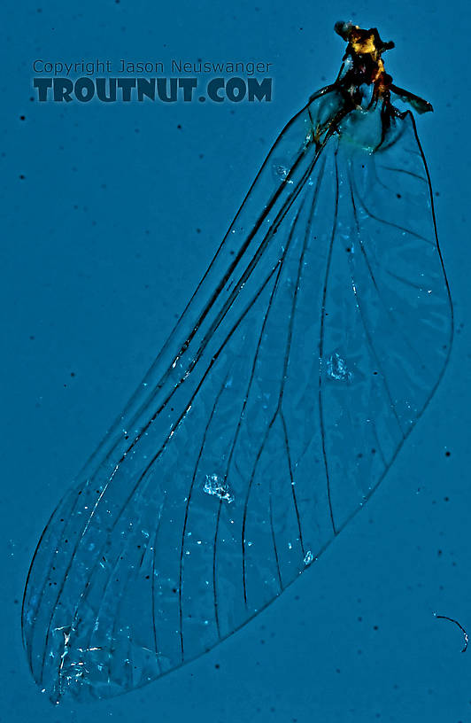 Male Eurylophella (Chocolate Duns) Mayfly Spinner from the Teal River in Wisconsin