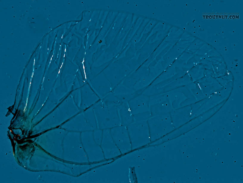 Male Eurylophella (Chocolate Duns) Mayfly Spinner from the Teal River in Wisconsin