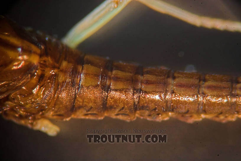 Male Eurylophella (Chocolate Duns) Mayfly Spinner from the Teal River in Wisconsin