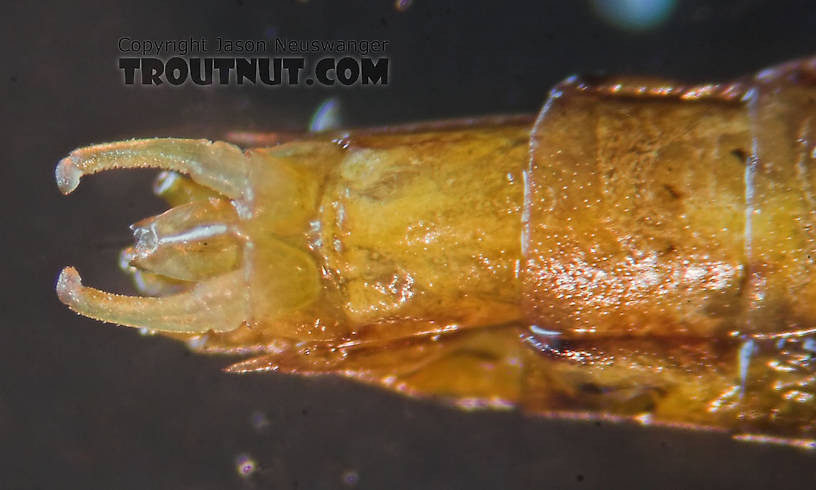 Male Eurylophella (Chocolate Duns) Mayfly Spinner from the Teal River in Wisconsin