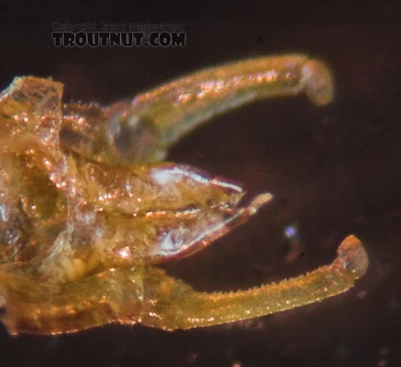 Male Eurylophella (Chocolate Duns) Mayfly Spinner from the Teal River in Wisconsin