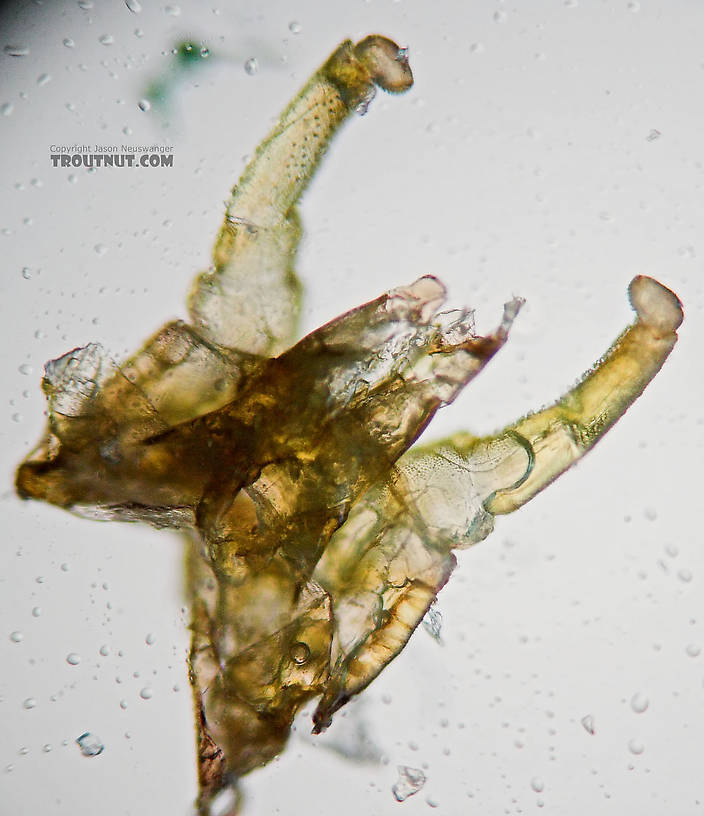 Male Eurylophella (Chocolate Duns) Mayfly Spinner from the Teal River in Wisconsin