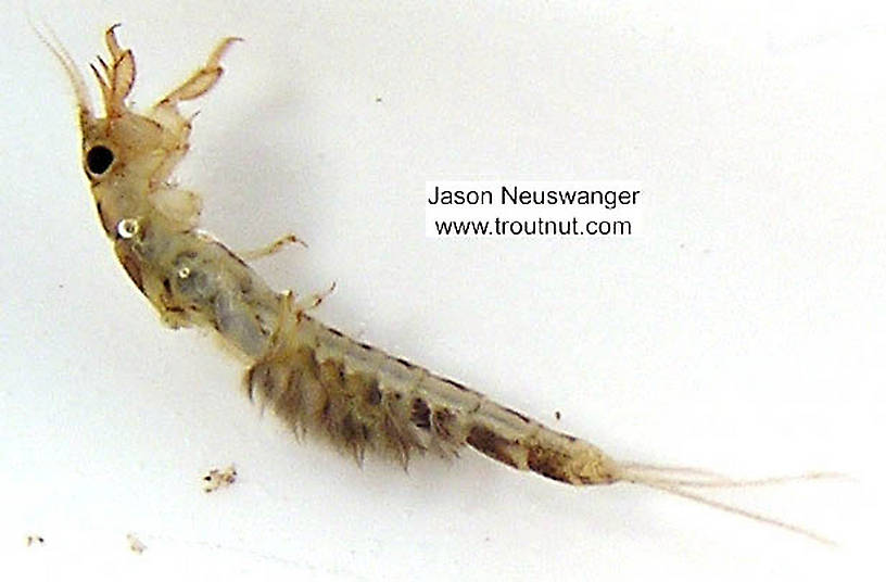 Ephemera simulans (Brown Drake) Mayfly Nymph from the Namekagon River in Wisconsin