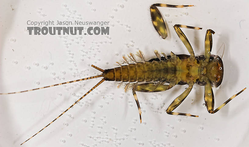 Heptagenia elegantula (Pale Evening Dun) Mayfly Nymph from Eighteenmile Creek in Wisconsin