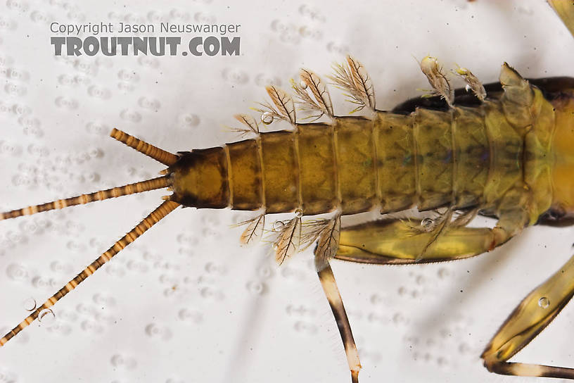 Heptagenia elegantula (Pale Evening Dun) Mayfly Nymph from Eighteenmile Creek in Wisconsin