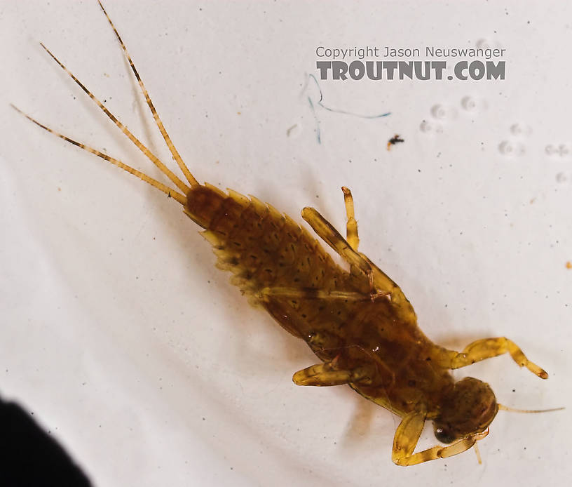 Ephemerella needhami (Little Dark Hendrickson) Mayfly Nymph from Eighteenmile Creek in Wisconsin