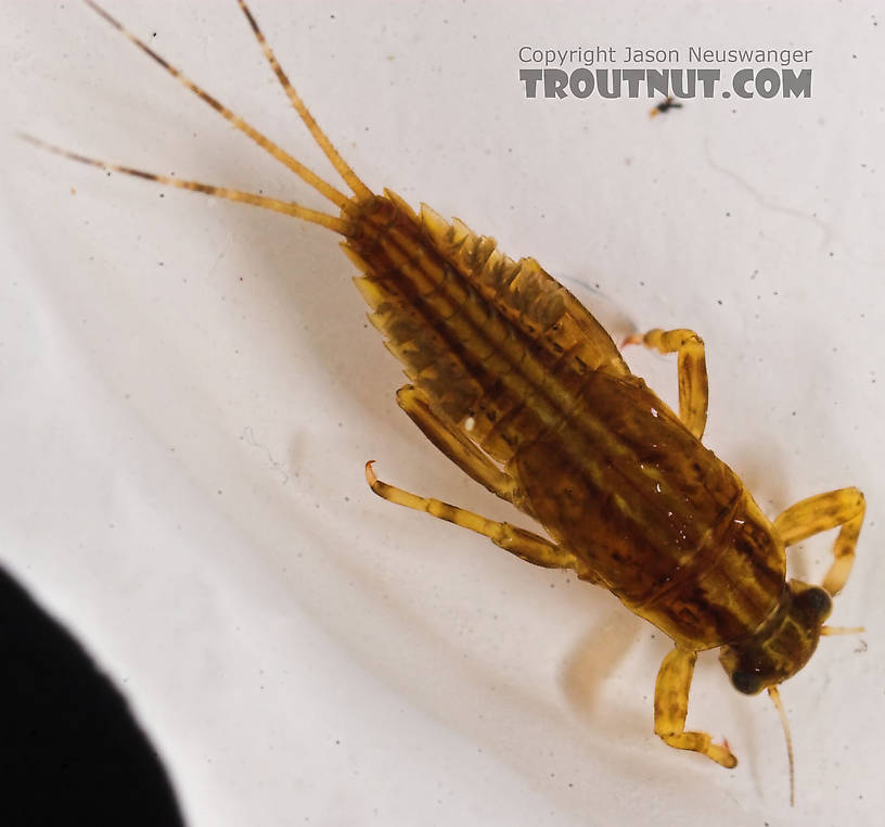 Ephemerella needhami (Little Dark Hendrickson) Mayfly Nymph from Eighteenmile Creek in Wisconsin