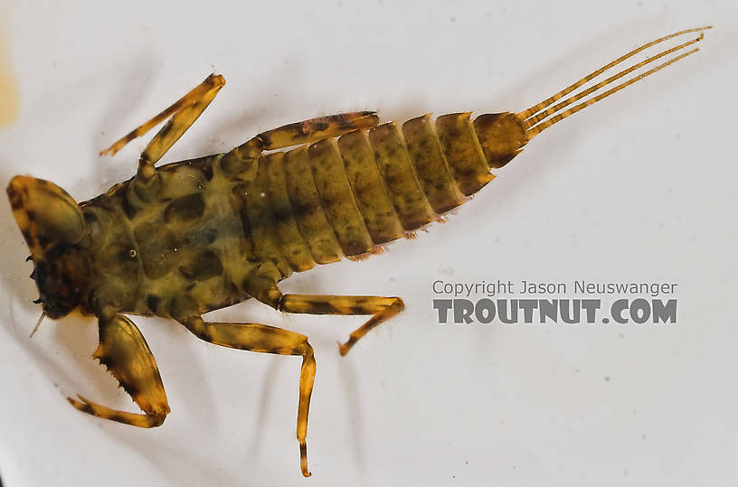 Drunella cornuta (Large Blue-Winged Olive) Mayfly Nymph from Eighteenmile Creek in Wisconsin