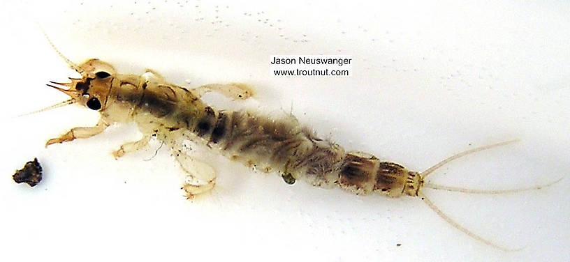 Ephemera simulans (Brown Drake) Mayfly Nymph from the Namekagon River in Wisconsin