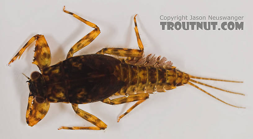 Drunella cornuta (Large Blue-Winged Olive) Mayfly Nymph from Eighteenmile Creek in Wisconsin