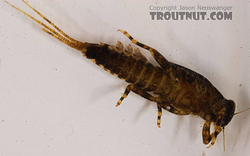 Ephemerella (Hendricksons, Sulphurs, PMDs) Mayfly Nymph from Eighteenmile Creek in Wisconsin