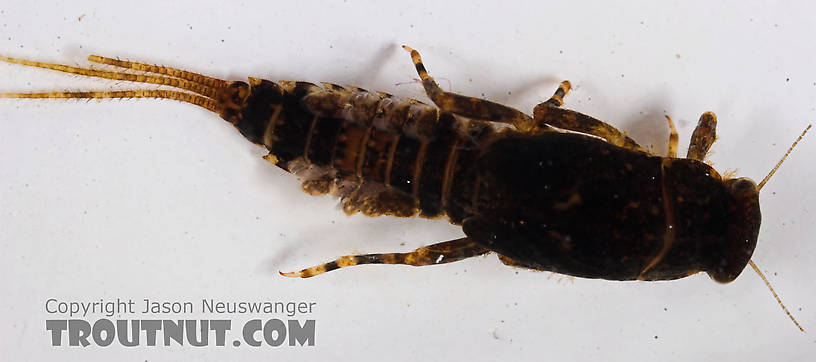 Ephemerella (Hendricksons, Sulphurs, PMDs) Mayfly Nymph from Eighteenmile Creek in Wisconsin