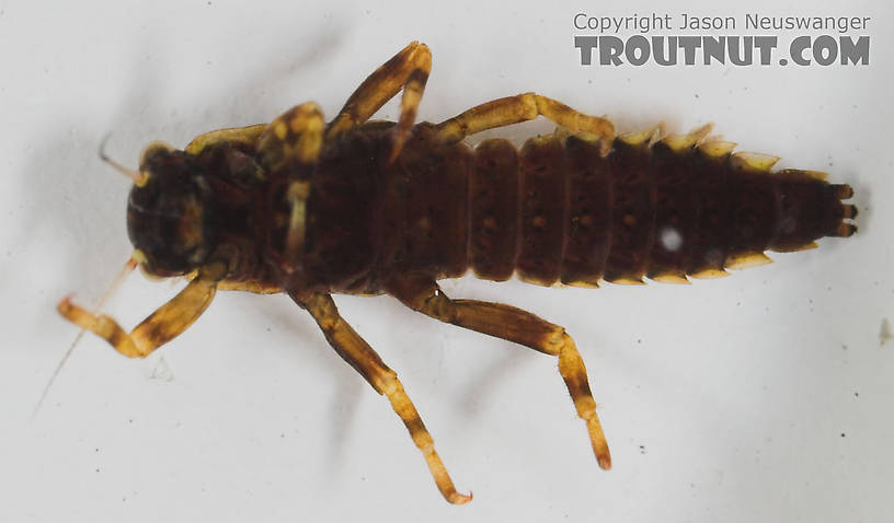 Ephemerella (Hendricksons, Sulphurs, PMDs) Mayfly Nymph from Eighteenmile Creek in Wisconsin