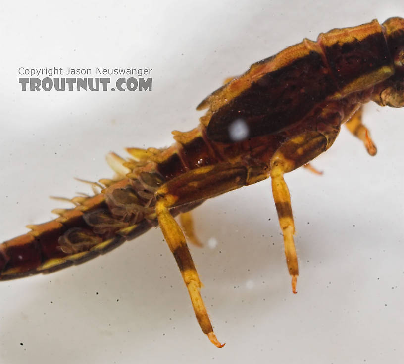 Ephemerella needhami (Little Dark Hendrickson) Mayfly Nymph from the Long Lake Branch of the White River in Wisconsin