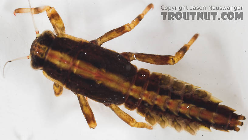 Ephemerella needhami (Little Dark Hendrickson) Mayfly Nymph from the Long Lake Branch of the White River in Wisconsin