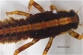 Ephemerella needhami (Little Dark Hendrickson) Mayfly Nymph