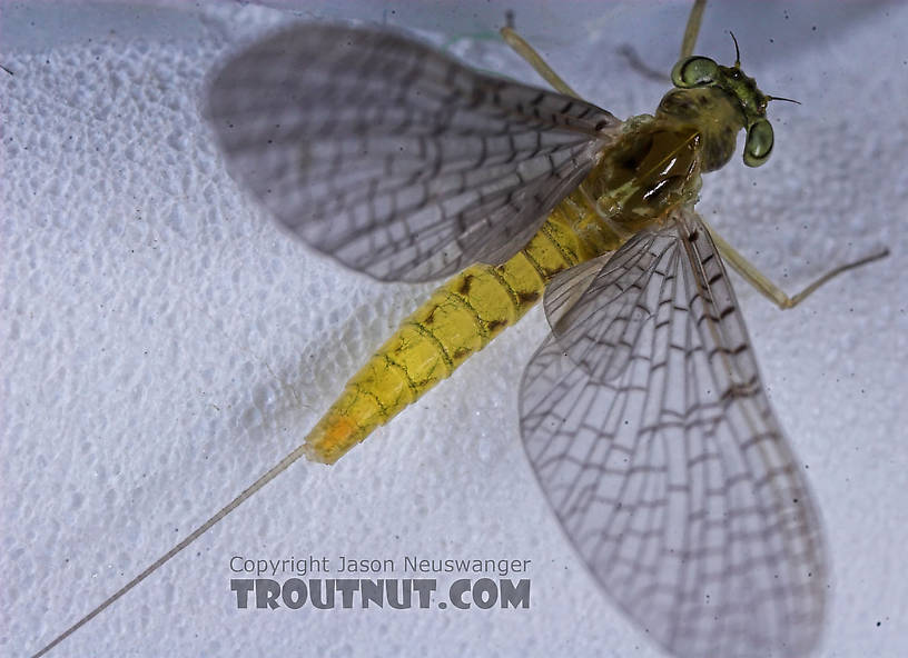 Female Heptageniidae (March Browns, Cahills, Quill Gordons) Mayfly Dun from the Teal River in Wisconsin