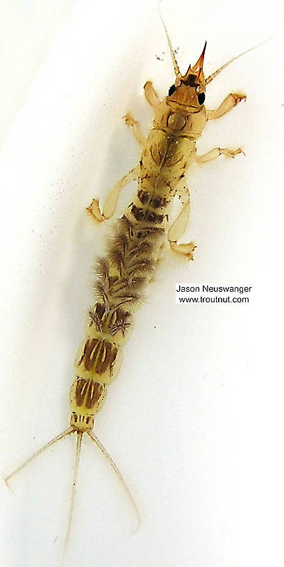 Ephemera simulans (Brown Drake) Mayfly Nymph from the Namekagon River in Wisconsin