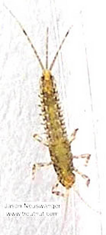 Baetidae (Blue-Winged Olives) Mayfly Nymph from the Namekagon River in Wisconsin