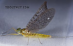 Female Heptageniidae (March Browns, Cahills, Quill Gordons) Mayfly Dun