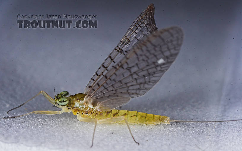 Female Heptageniidae (March Browns, Cahills, Quill Gordons) Mayfly Dun from the Teal River in Wisconsin