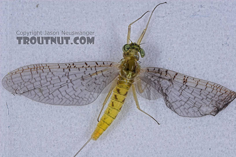 Female Heptageniidae (March Browns, Cahills, Quill Gordons) Mayfly Dun from the Teal River in Wisconsin