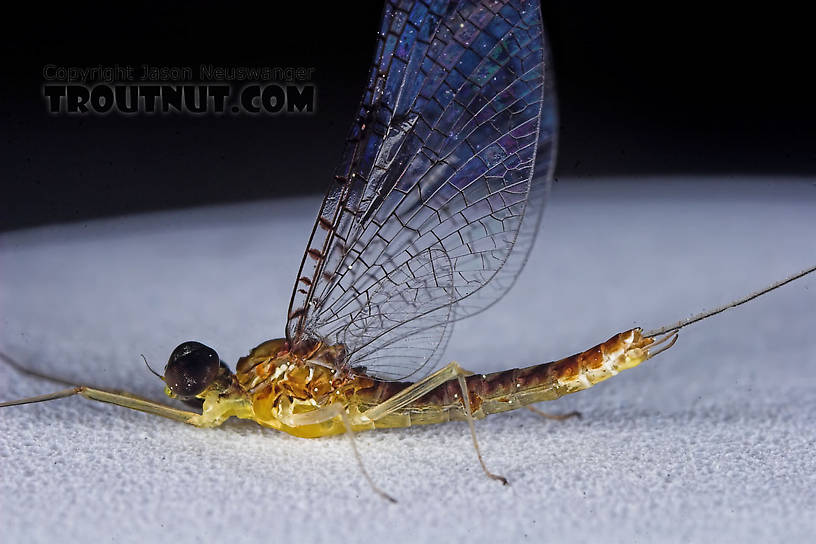 Male Leucrocuta hebe (Little Yellow Quill) Mayfly Spinner from the Teal River in Wisconsin