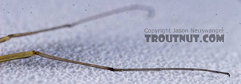 Male Leucrocuta hebe (Little Yellow Quill) Mayfly Spinner from the Teal River in Wisconsin