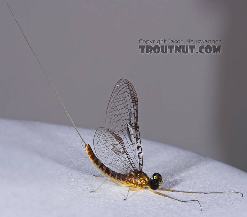 Male Leucrocuta hebe (Little Yellow Quill) Mayfly Spinner from the Teal River in Wisconsin