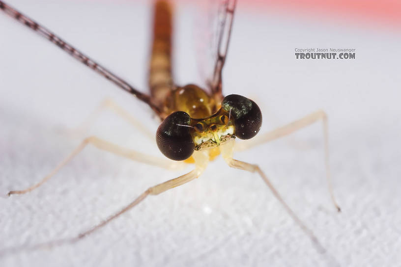 Male Leucrocuta hebe (Little Yellow Quill) Mayfly Spinner from the Teal River in Wisconsin