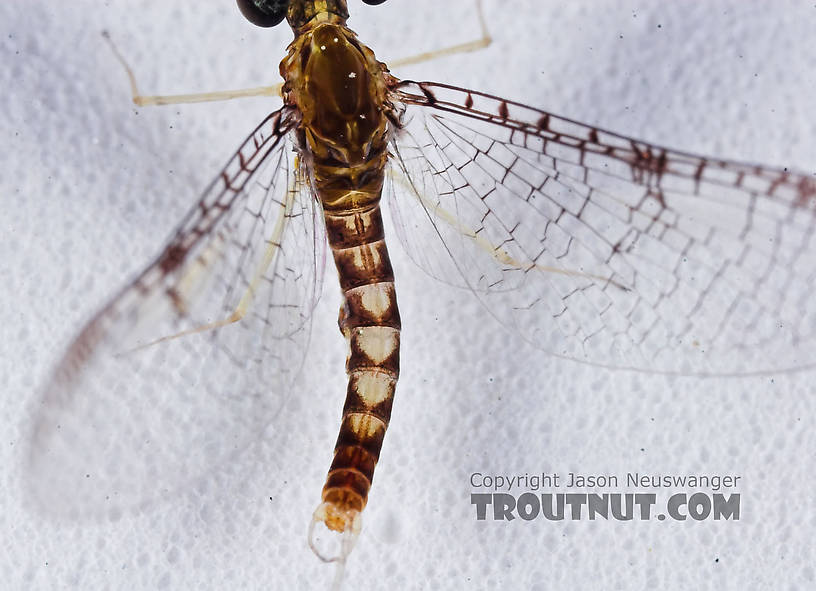 Male Leucrocuta hebe (Little Yellow Quill) Mayfly Spinner from the Teal River in Wisconsin