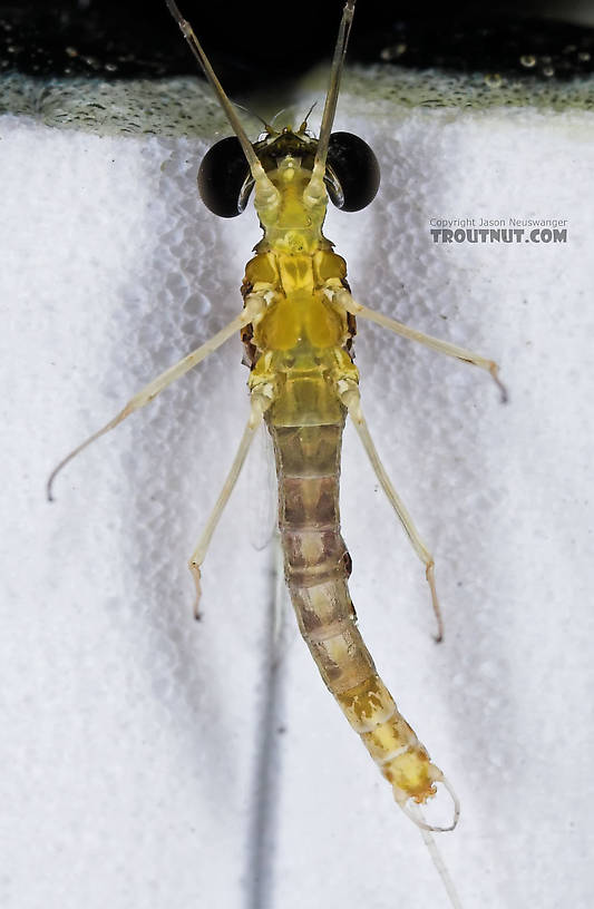 Male Leucrocuta hebe (Little Yellow Quill) Mayfly Spinner from the Teal River in Wisconsin