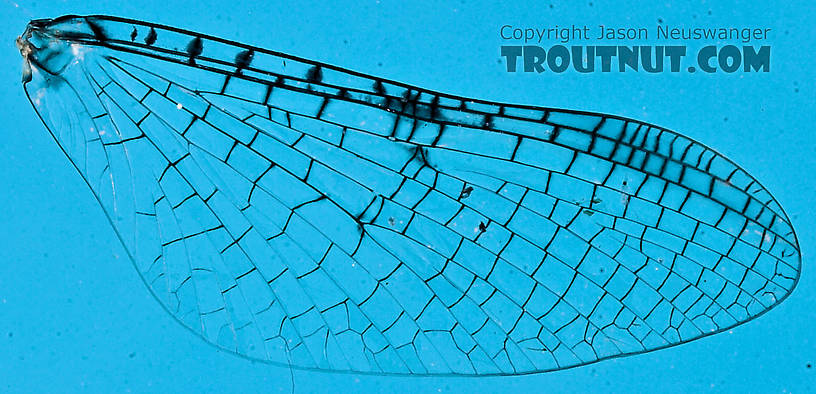 Male Leucrocuta hebe (Little Yellow Quill) Mayfly Spinner from the Teal River in Wisconsin